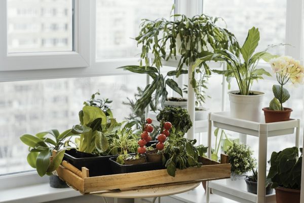 keeping it real how to tend to indoor plants